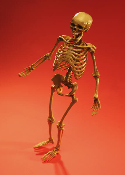 Het skelet Victor
