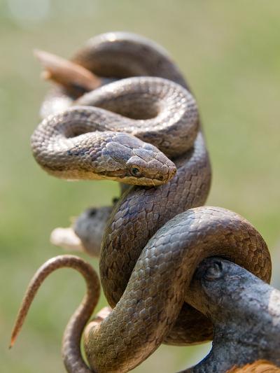 Slangen ... enkel voor wie durft!