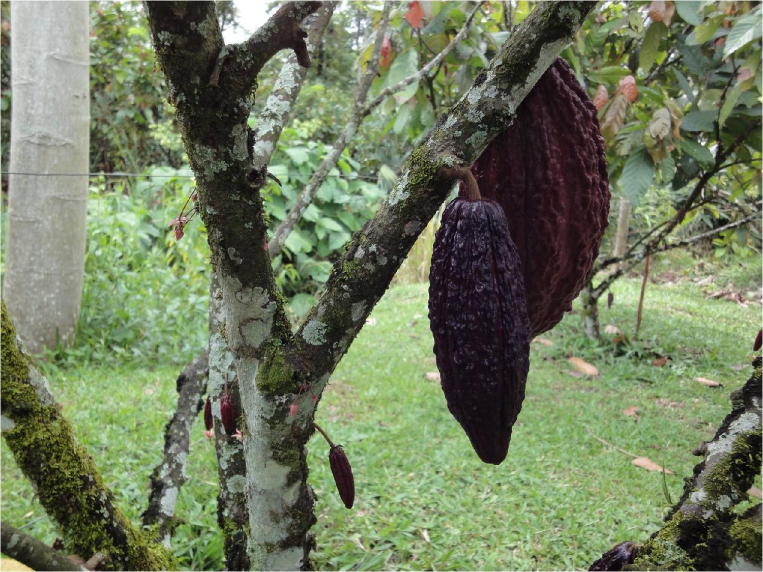 Groeit chocolade aan de bomen?