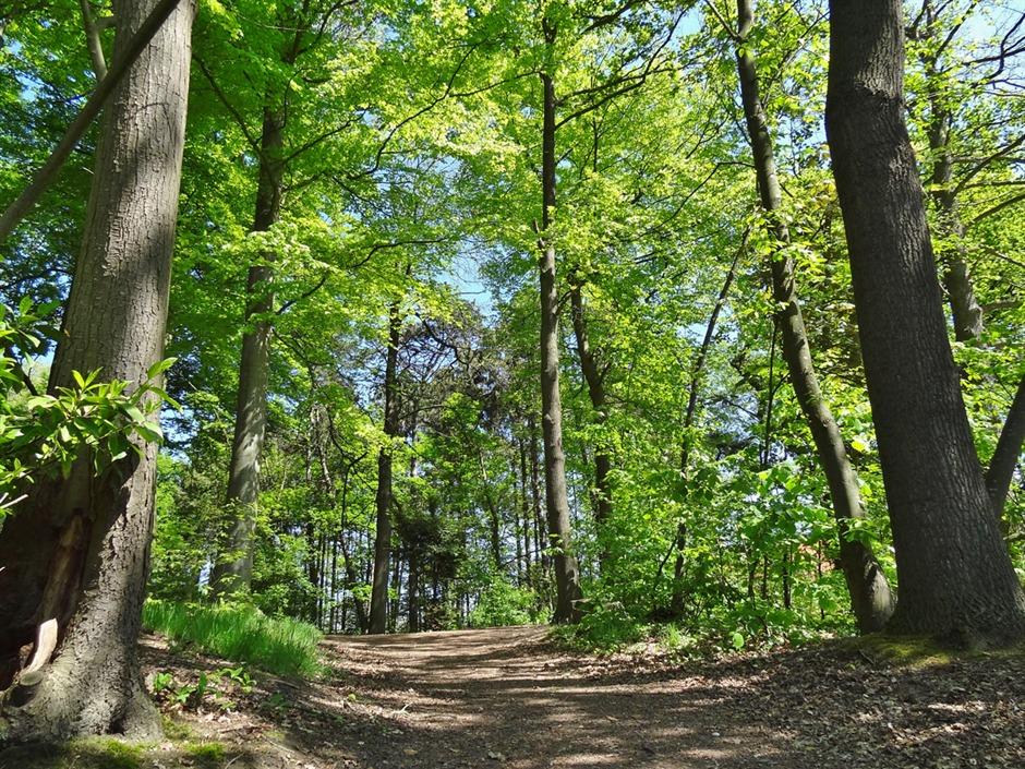 Namen voor bomen