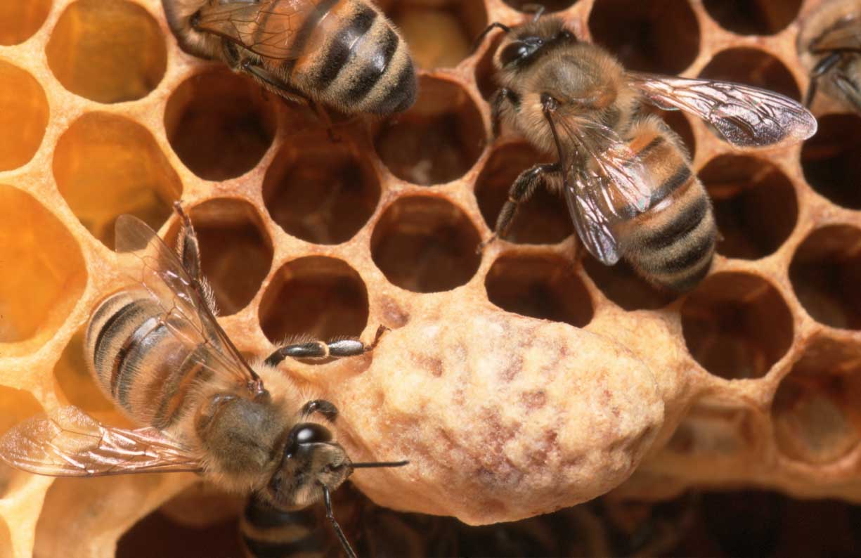 Eerste hulp voor solitaire bijen